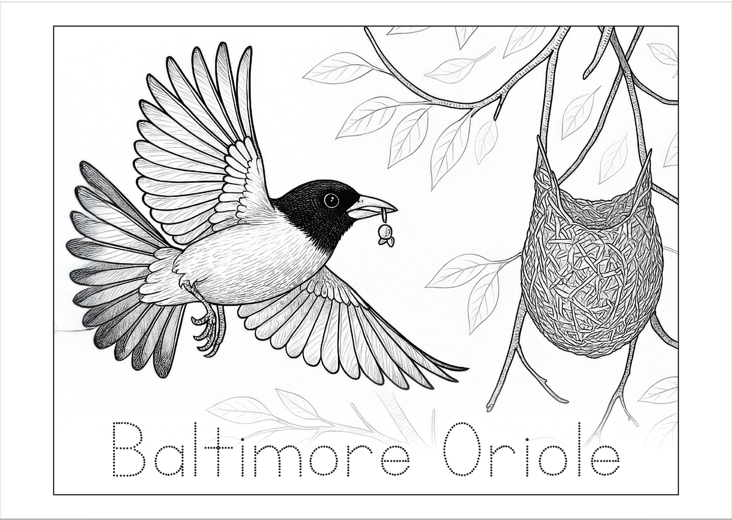 🐦 Baltimore Oriole Coloring Sheet (10-pack)