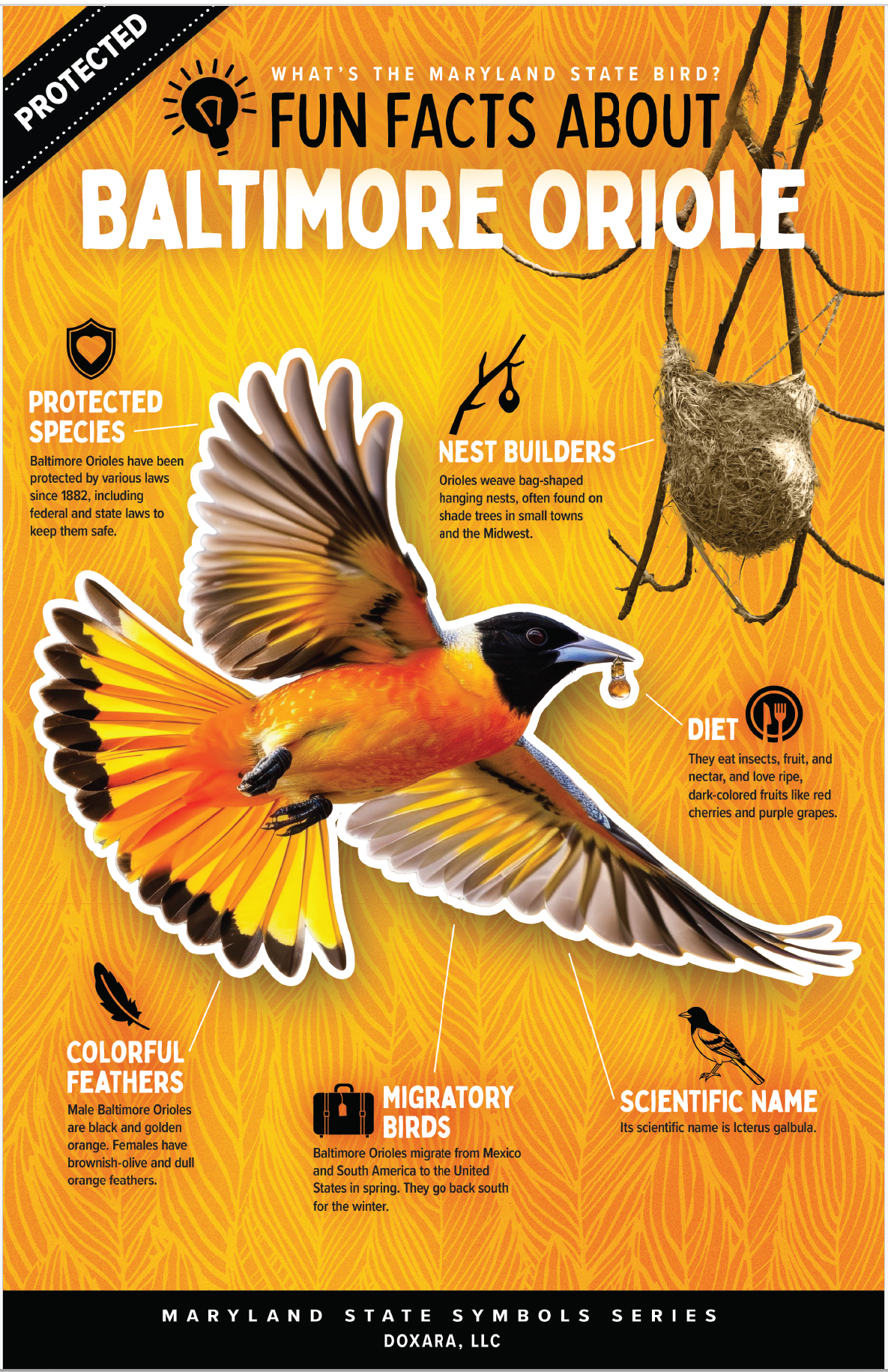 🐦 Maryland State Bird – Baltimore Oriole Poster