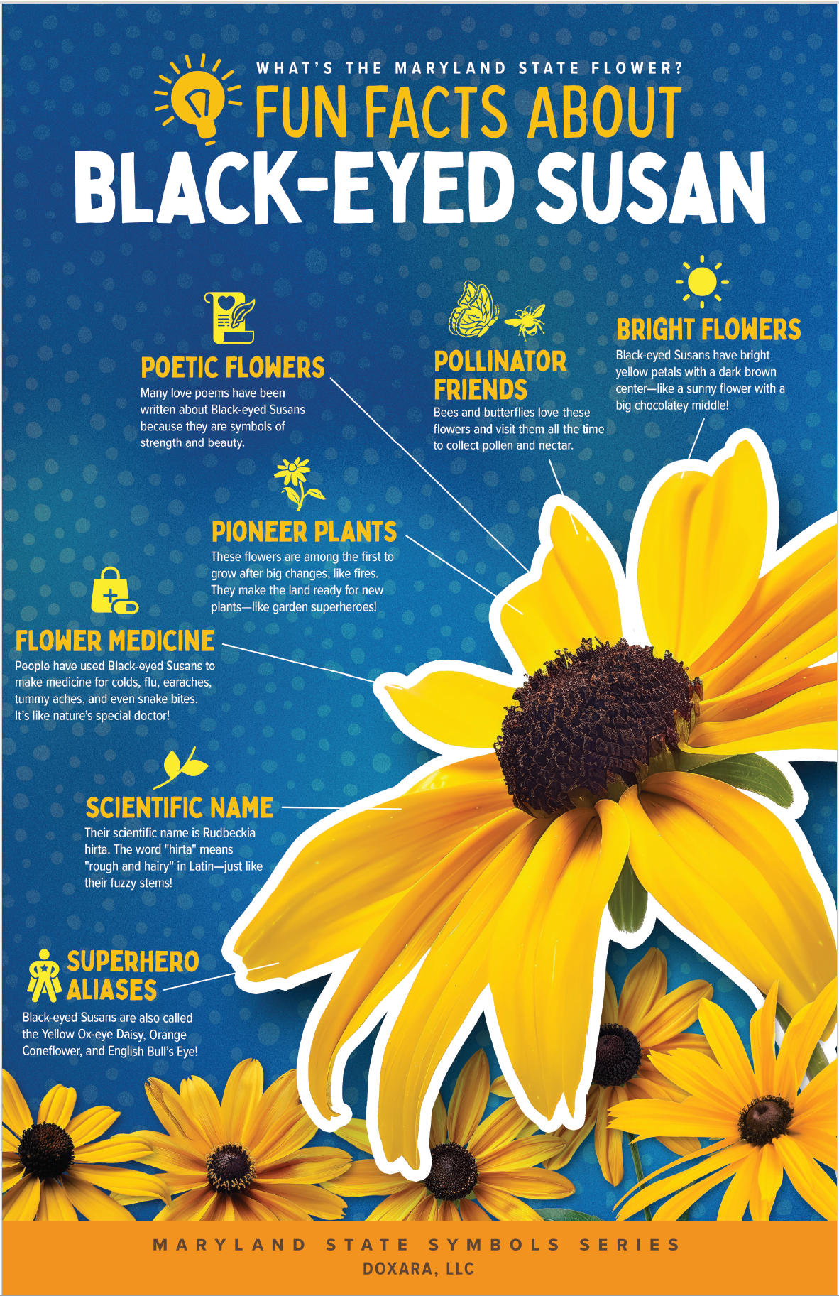 🌸 Maryland State Flower – Black-Eyed Susan Poster