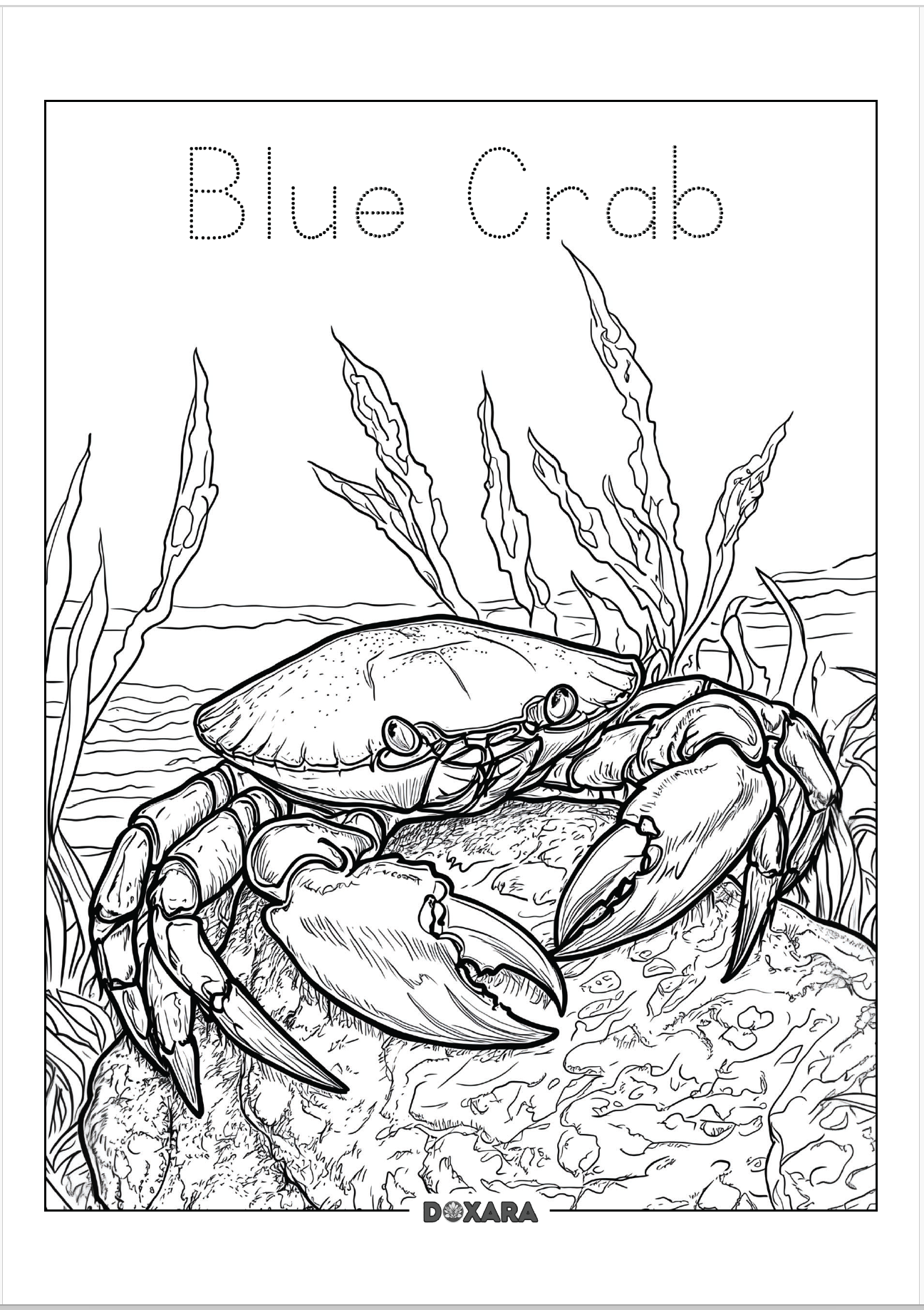 🦀 Maryland Blue Crab Coloring Sheet (10-pack)
