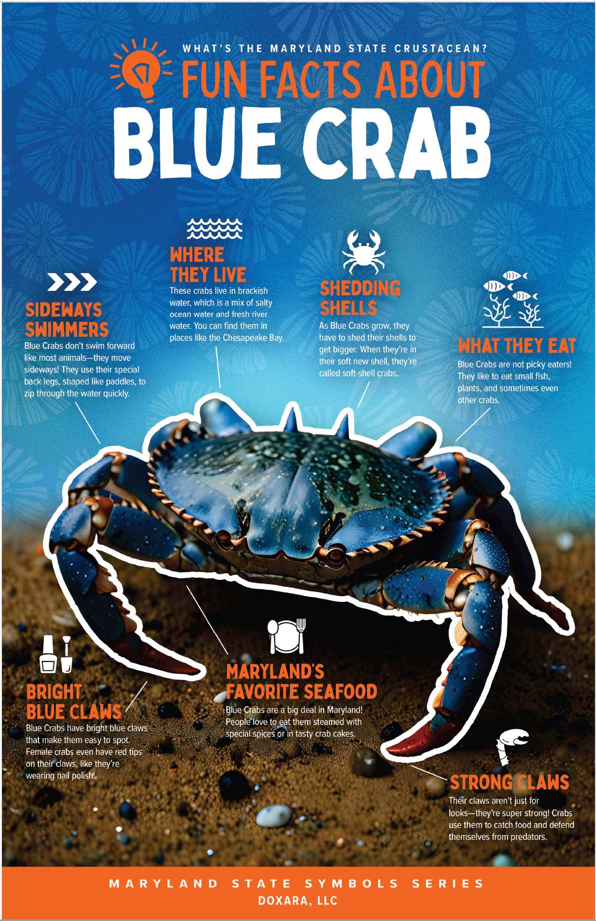🦀 Maryland State Crustacean – Maryland Blue Crab Poster