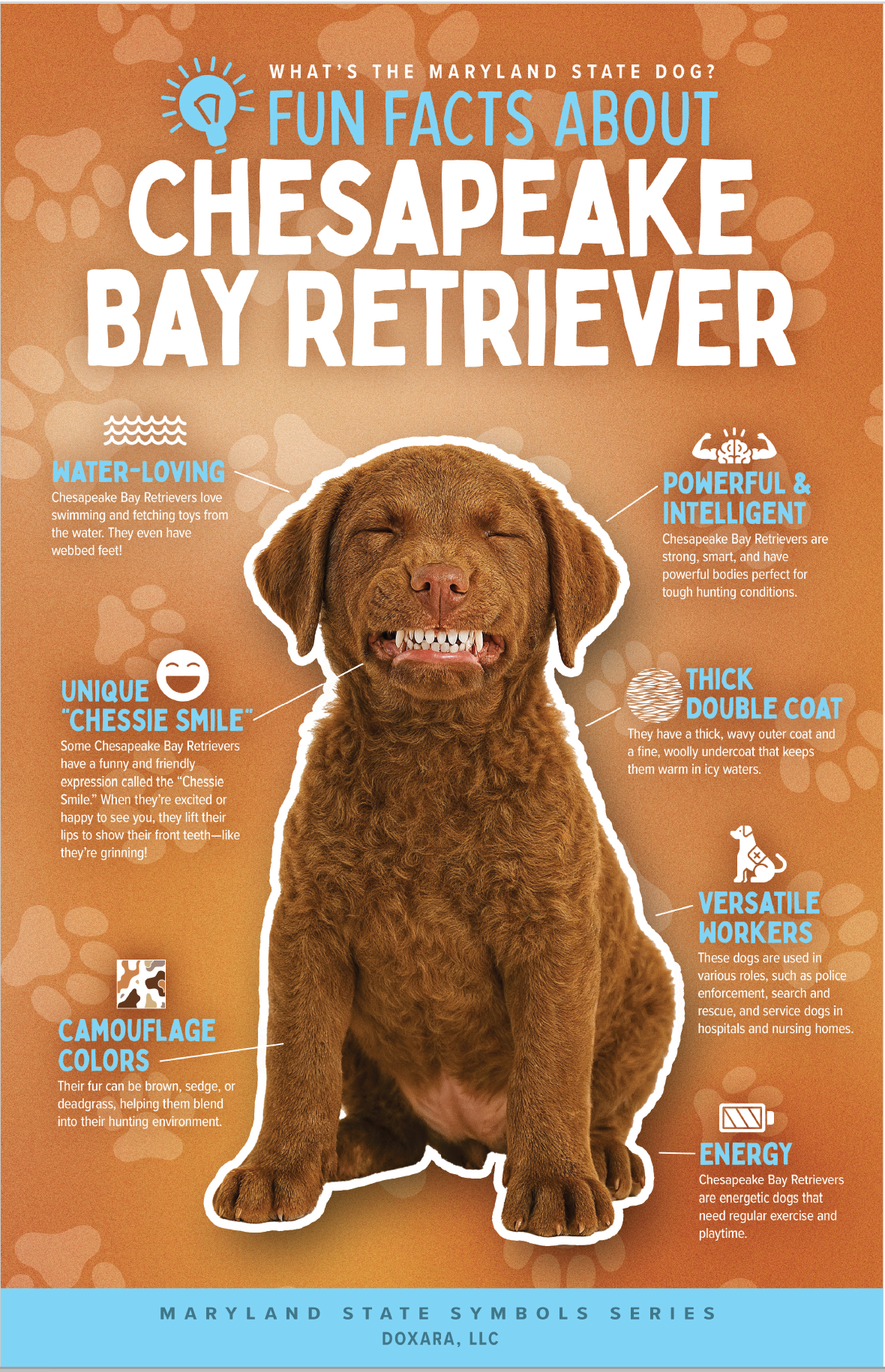 🐶 Maryland State Dog – Chesapeake Bay Retriever Poster
