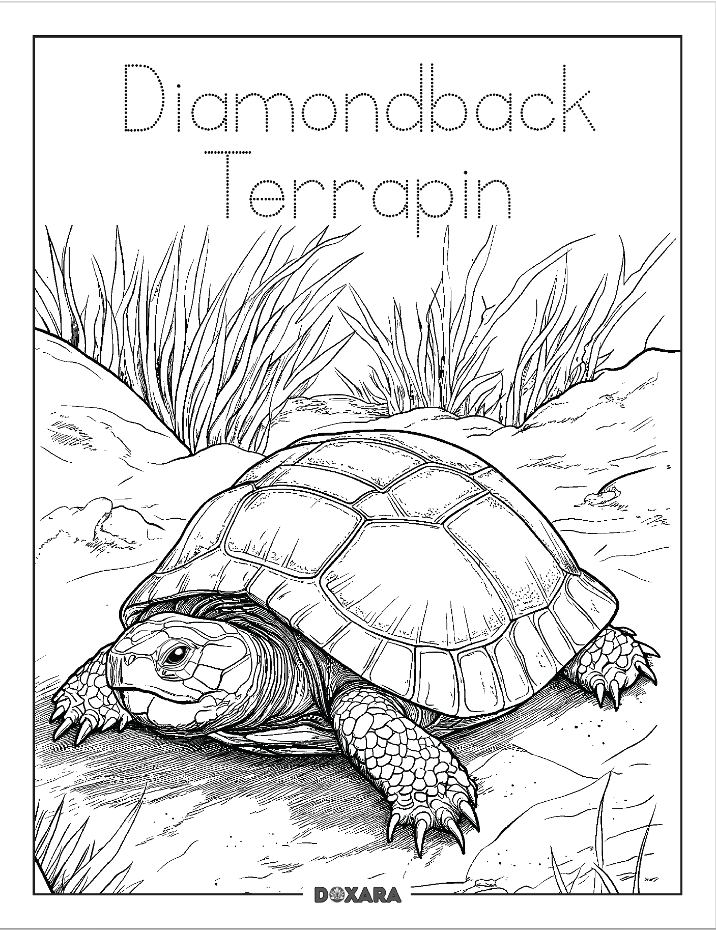 🦎 Diamondback Terrapin Coloring Sheet (10-pack)