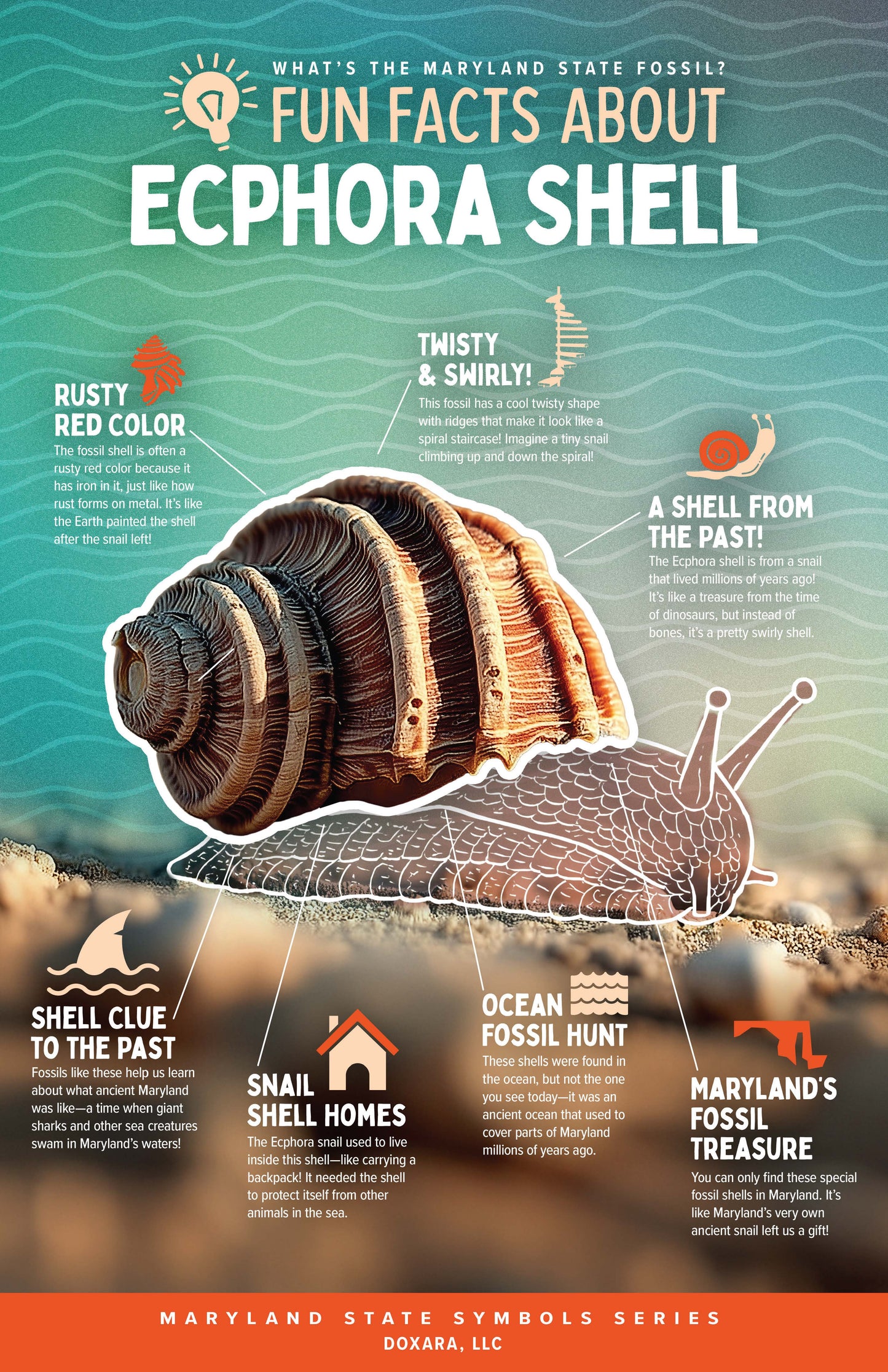 đ Maryland State Fossil Infographic: Ecphora Shell