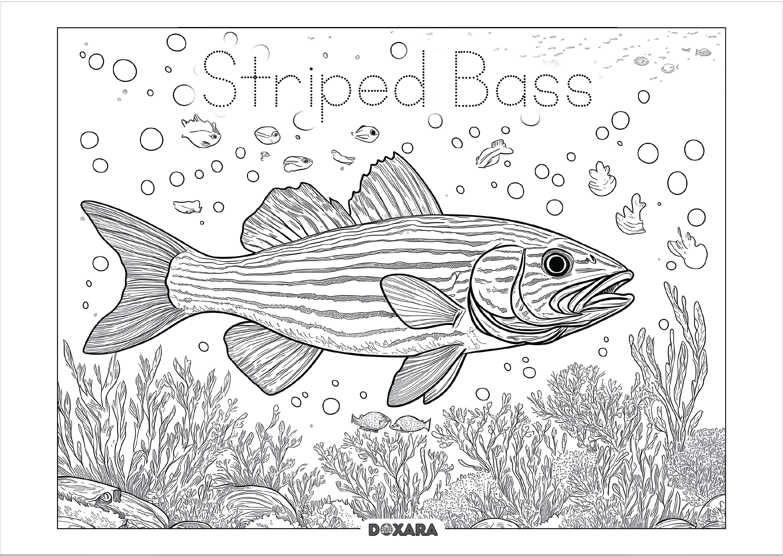 🐟 Striped Bass (Rockfish) Coloring Sheet (Digital Download) – DOXARA