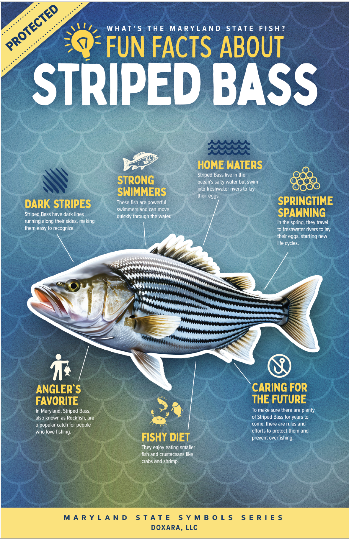 🐟 Maryland State Fish – Striped Bass (Rockfish) Poster