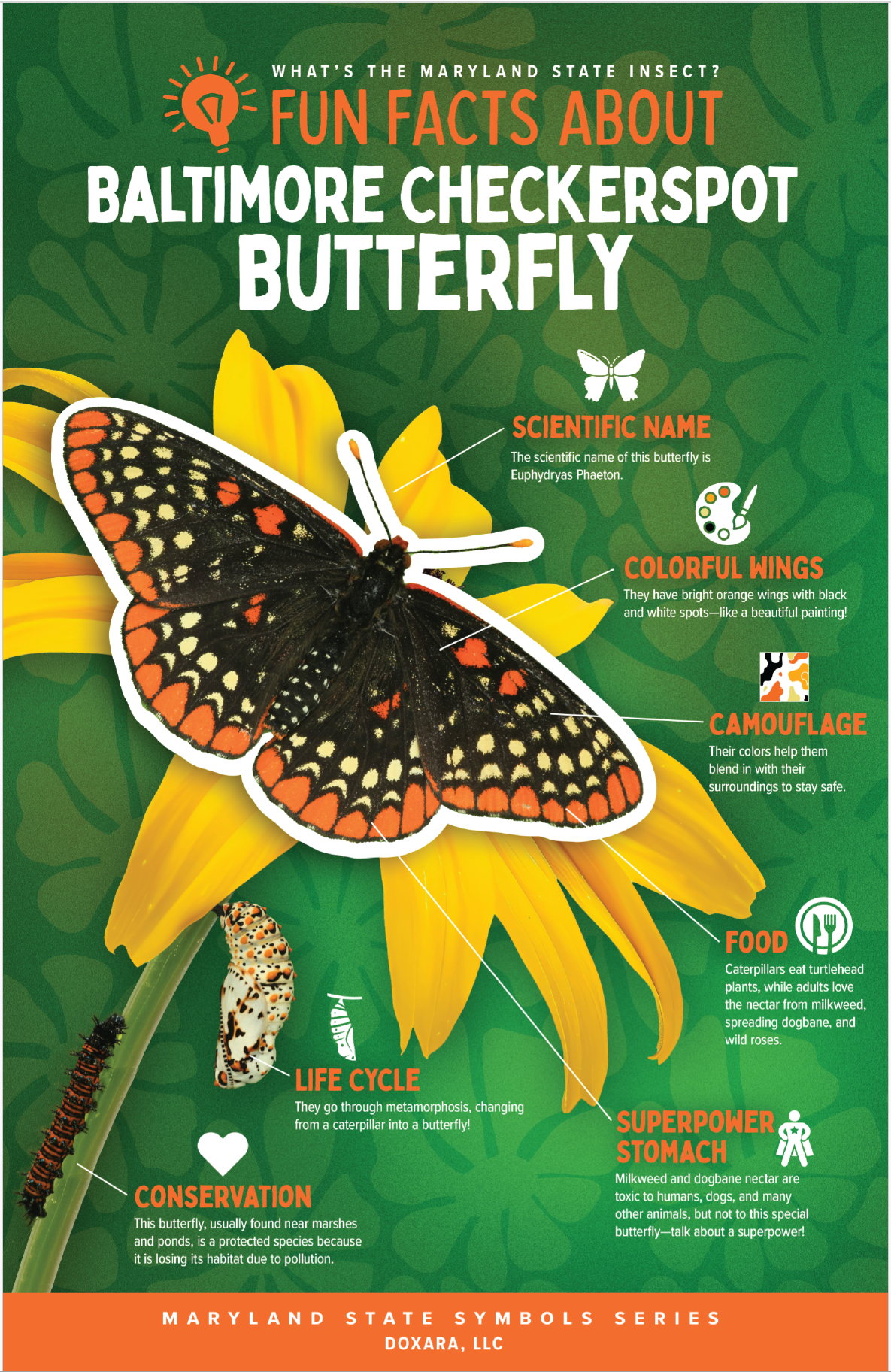 🐝 Maryland State Insect – Baltimore Checkerspot Butterfly Poster
