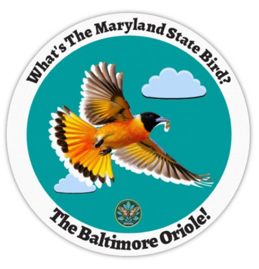 🐦 Maryland State Bird — The Baltimore Oriole Sticker (10-pack)