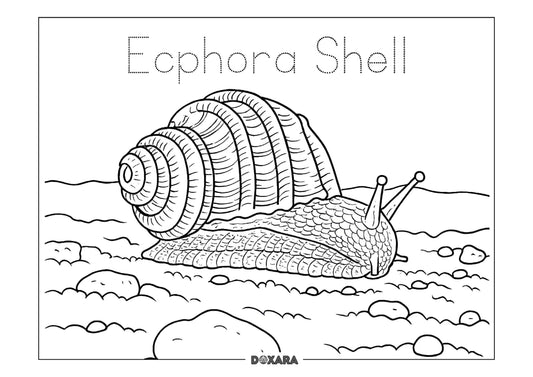 🐚 Maryland State Fossil Coloring Sheet: Ecphora Shell (10-pack)
