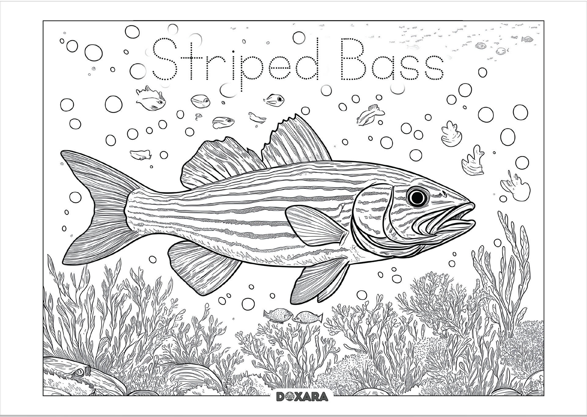 🐟 Striped Bass (Rockfish) Coloring Sheet (Digital Download) – DOXARA