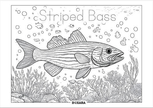 🐟 Striped Bass (Rockfish) Coloring Sheet (10-pack)
