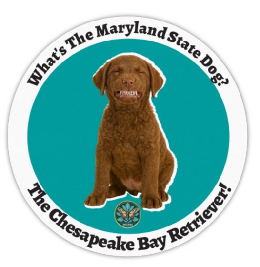 🐶 Chesapeake Bay Retriever Sticker (10-pack)